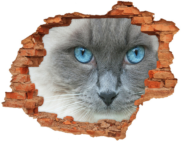 Wandbilder 3D Mauerdurchbruch Katze in einem Loch in der Wand