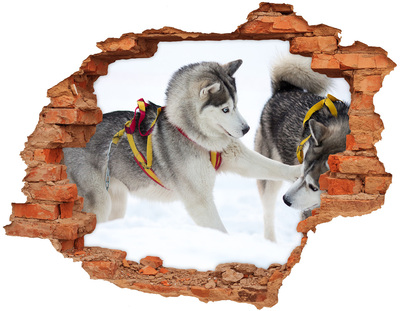 Wandbilder 3D Mauerdurchbruch Siberian Huskies in Aktion