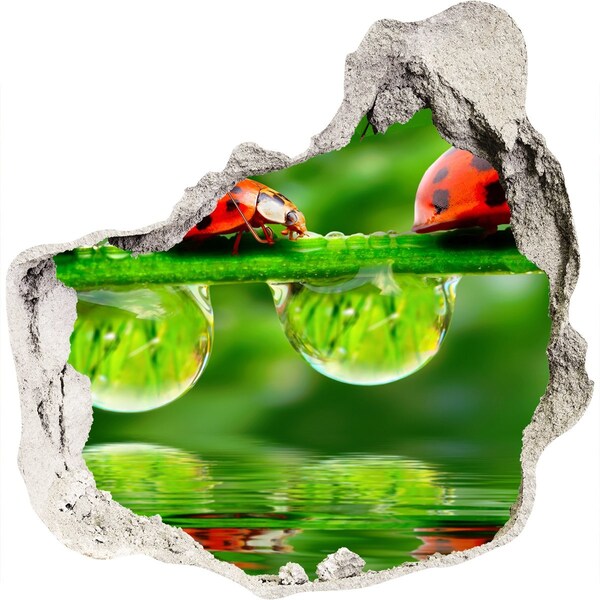 Wandtattoos Loch in der Wand Ein Tropfen Natur mit einem Marienkäfer