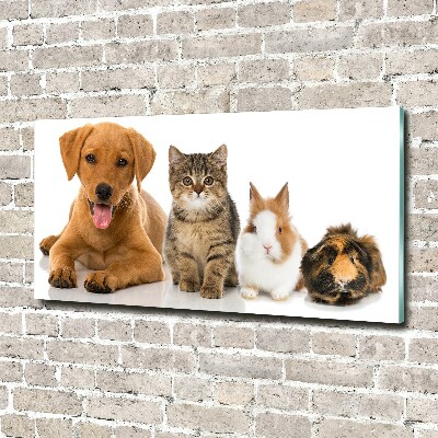 Acrylbild Fotodruck Hund und Katze