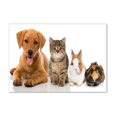 Acrylbild Fotodruck Hund und Katze