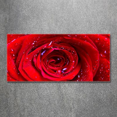 Foto auf Acryl Rosenblüte