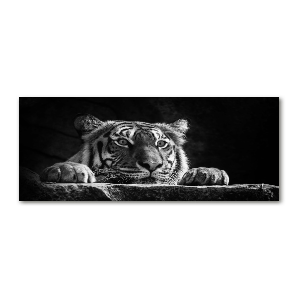 Foto auf Acryl Tiger