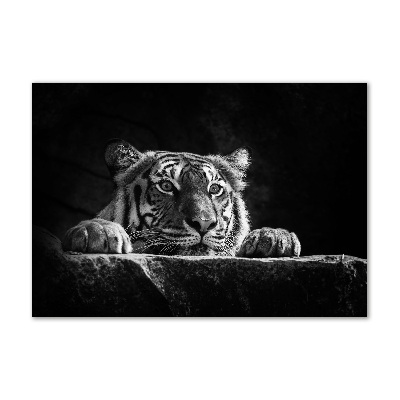 Foto auf Acryl Tiger