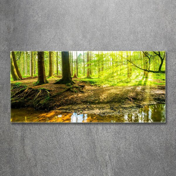 Acrylbild Fotodruck Sonnenstrahlen im Wald