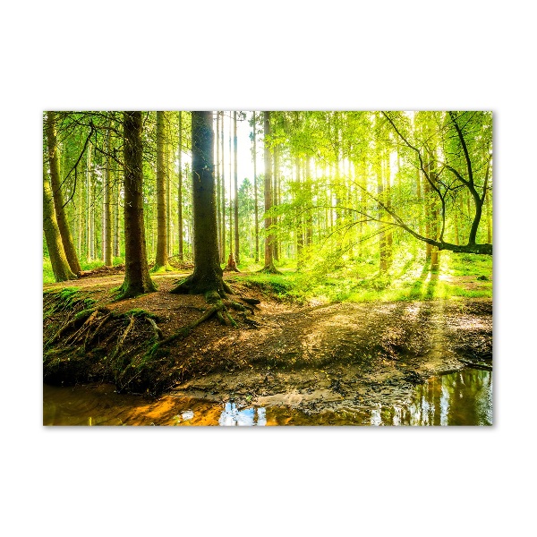 Acrylbild Fotodruck Sonnenstrahlen im Wald
