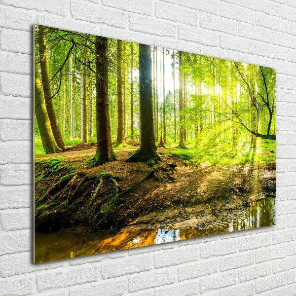 Acrylbild Fotodruck Sonnenstrahlen im Wald