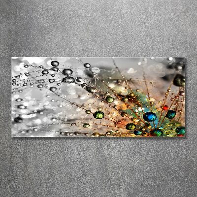 Acrylglas-Druck Löwenzahnsamen