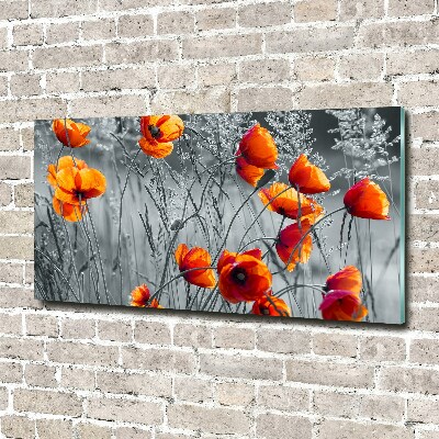 Foto auf Acryl Wildmohn