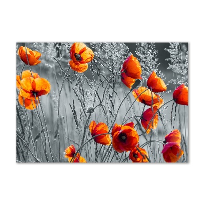 Foto auf Acryl Wildmohn