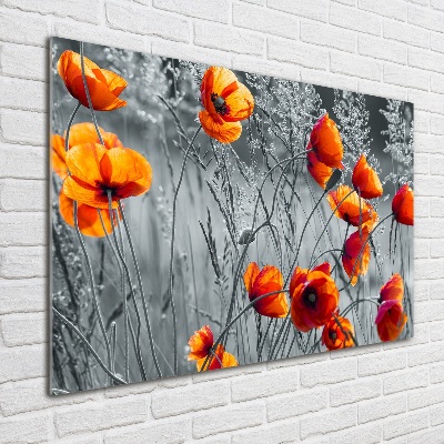 Foto auf Acryl Wildmohn