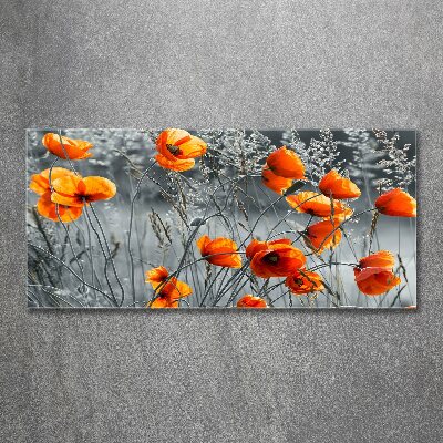Bild auf Acrylglas Wildmohn