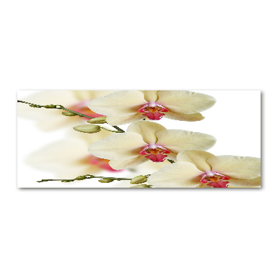 Acrylglas-Druck Orchidee
