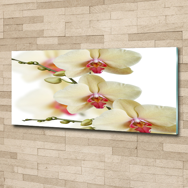 Acrylglas-Druck Orchidee