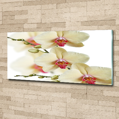 Acrylglas-Druck Orchidee