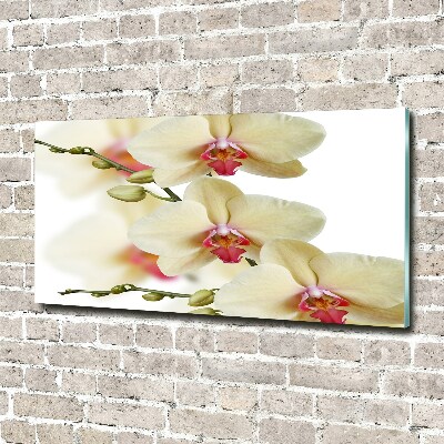 Acrylglas-Druck Orchidee