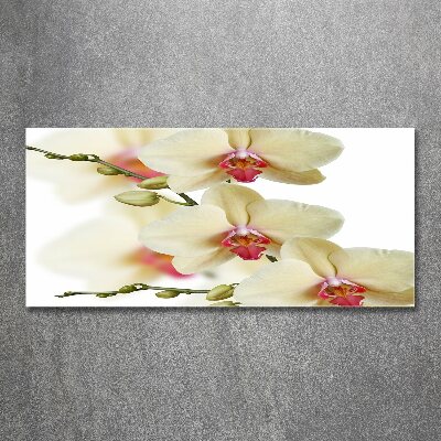 Acrylglas-Druck Orchidee