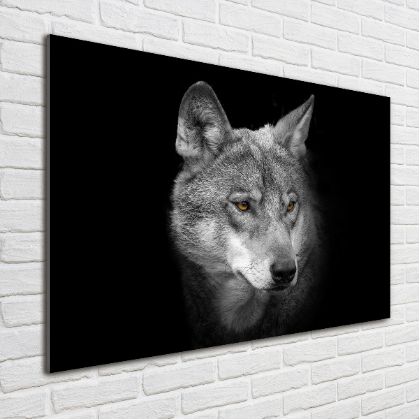 Foto auf Acryl Wolf