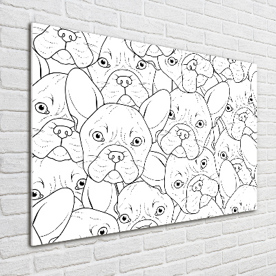 Foto auf Acryl Französische Bulldoggen