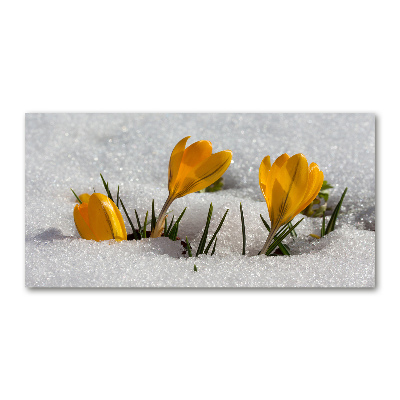 Acrylbild Fotodruck Krokusse im Schnee