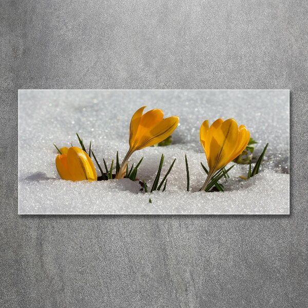 Acrylbild Fotodruck Krokusse im Schnee