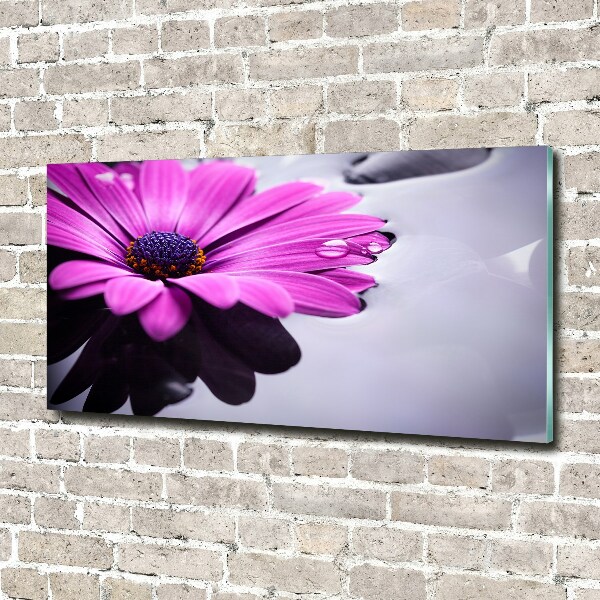 Bild auf Acrylglas Gerbera