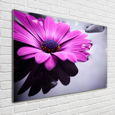 Bild auf Acrylglas Gerbera