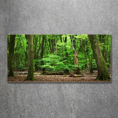 Acrylbild Fotodruck Holländischer Wald