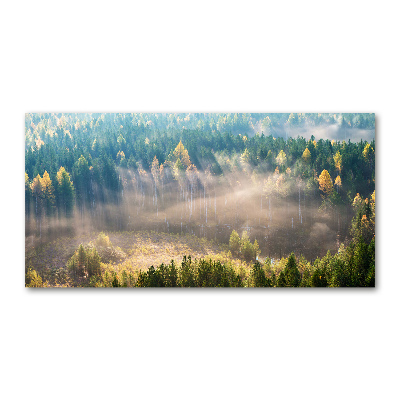 Foto auf Acryl Nebel im Wald