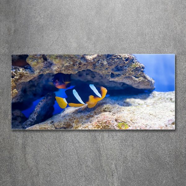 Bild auf Acrylglas Tropische Fische