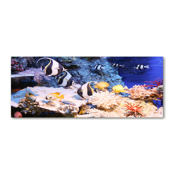 Acrylbild Fotodruck Korallenriff