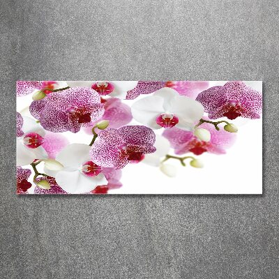 Bild auf Acrylglas Orchidee
