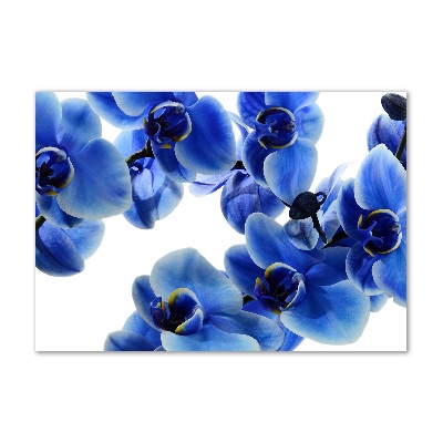Acrylbild Fotodruck Blaue Orchidee