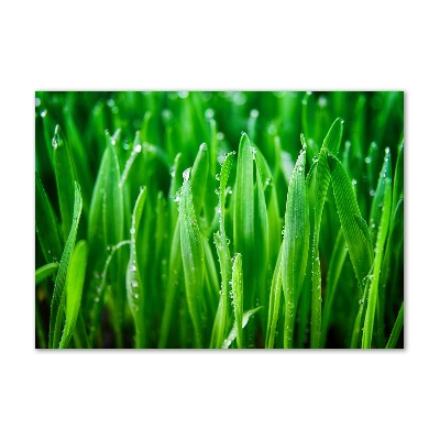 Bild auf Acrylglas Gras