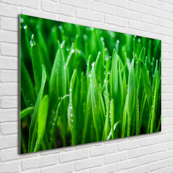 Bild auf Acrylglas Gras