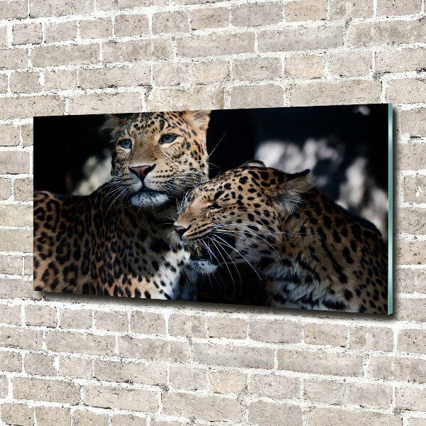 Foto auf Acryl Zwei Leoparden