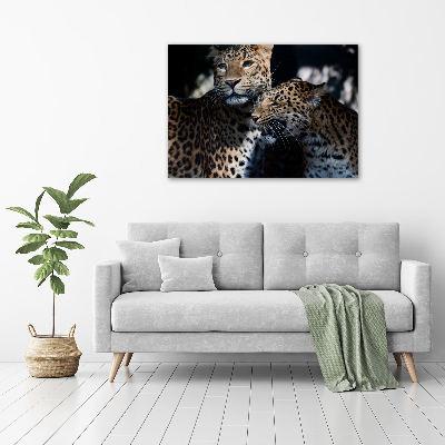 Foto auf Acryl Zwei Leoparden