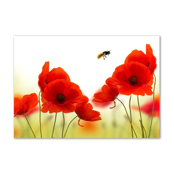 Acrylglas-Druck Mohnblumen