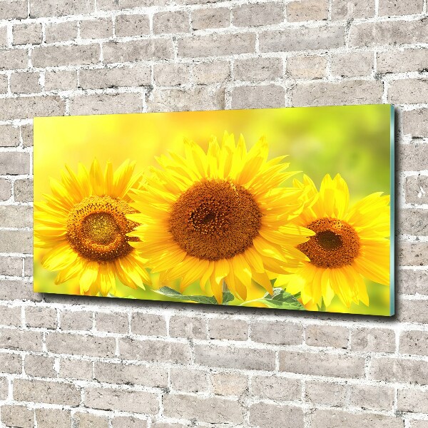 Foto auf Acryl Sonnenblumen