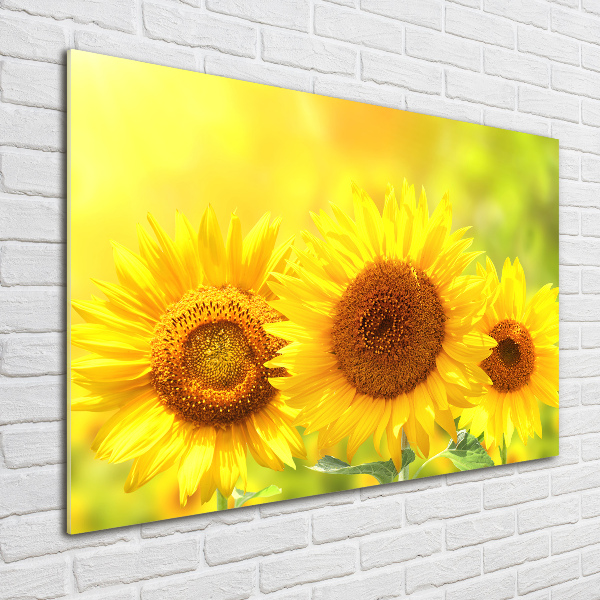 Foto auf Acryl Sonnenblumen