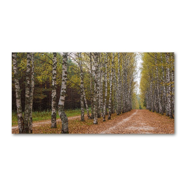 Acrylbild Fotodruck Birkenallee