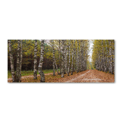 Acrylbild Fotodruck Birkenallee