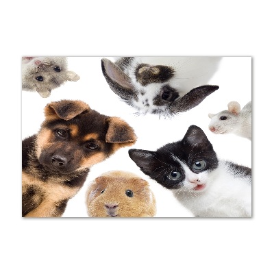 Acrylbild Fotodruck Haustiere