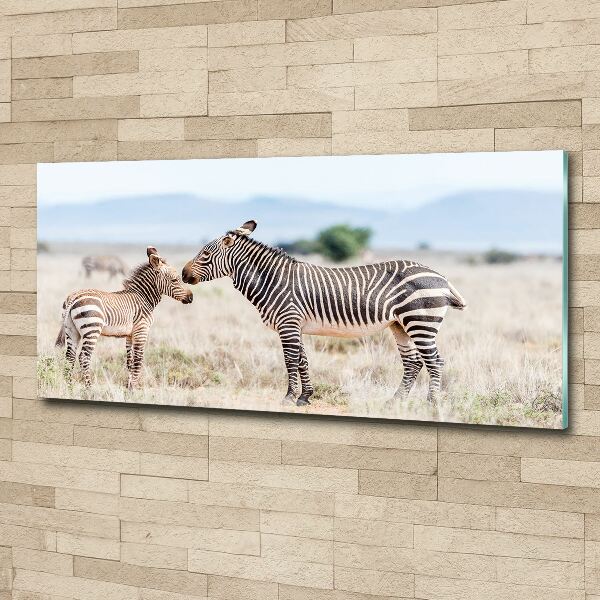Acrylglas-Druck Zebras in den Bergen