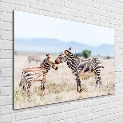 Acrylglas-Druck Zebras in den Bergen
