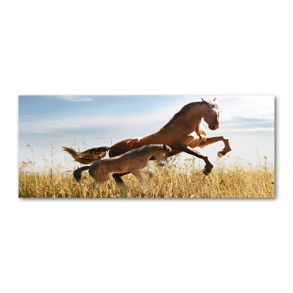 Foto auf Acryl Stute mit Fohlen