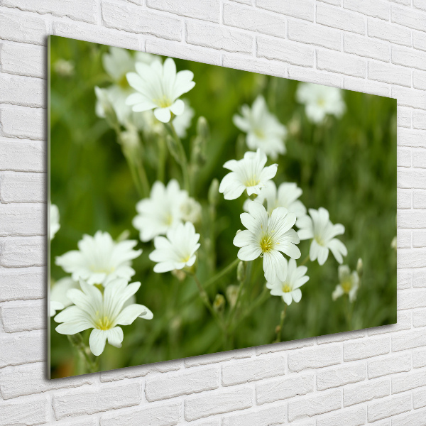 Bild auf Acrylglas Frühlingsblumen