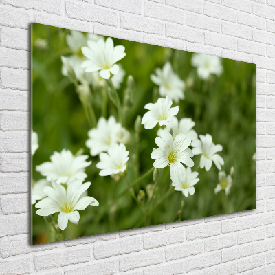 Bild auf Acrylglas Frühlingsblumen