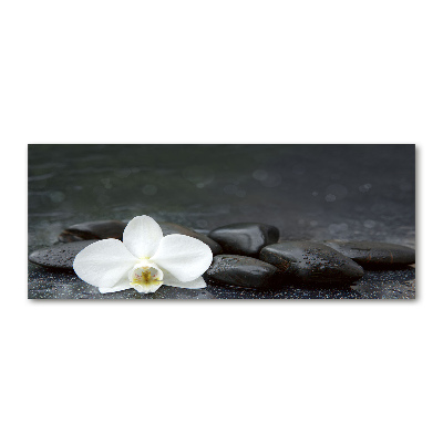 Foto auf Acryl Orchidee