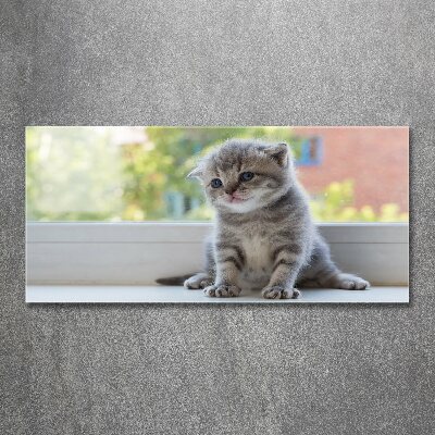 Acrylbild Fotodruck Eine kleine Katze am Fenster